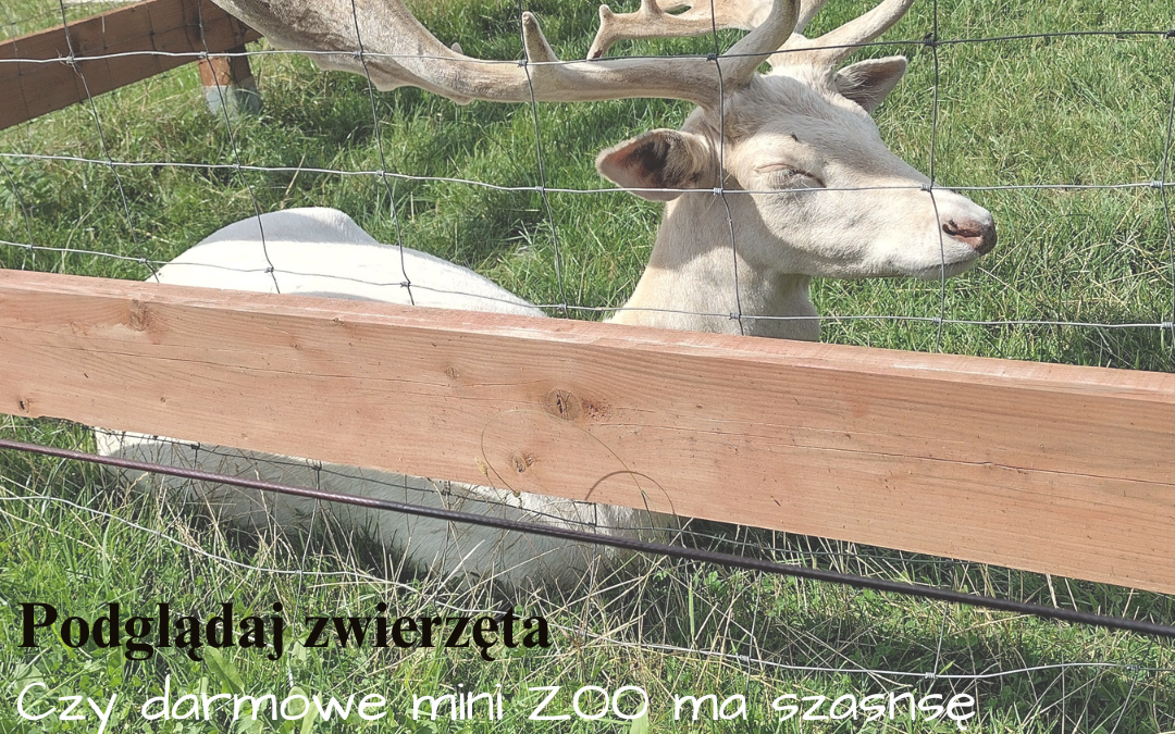 Mini zoo w Muszynie – Darmowa atrakcja dla całej rodziny